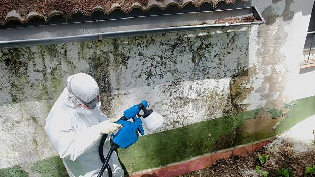 Top rated local Basement Mold Removal specialists in Schwenksville, PA